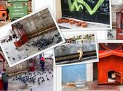 Fauna Estambul