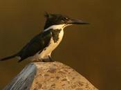 Martín pescador mediano (Amazon kingfisher) Chloroceryle amazona